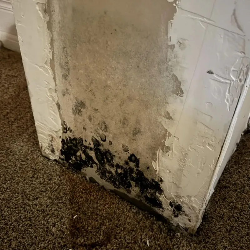 Professional Mold Removal in Greeneville, TN